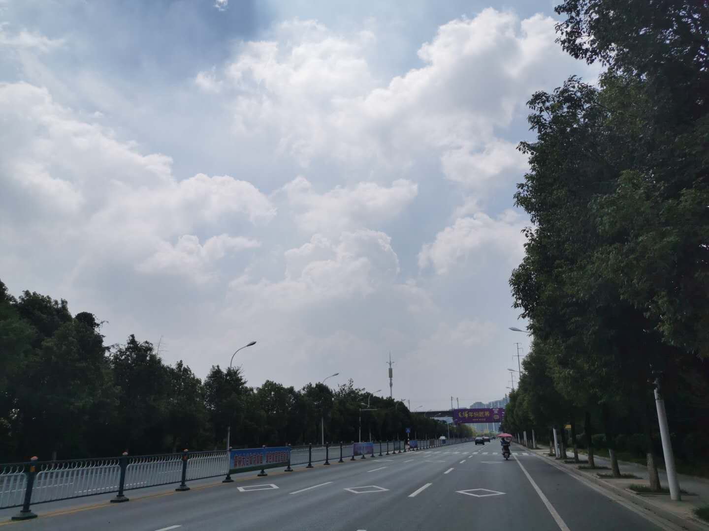 金湖大道綠化-05